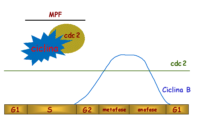 schema MPF